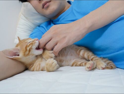 a Kitten Fell Asleep While Tasting Its Owner's Hand