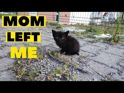 Rescue kitten lost his mother
