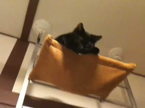 黒猫ボンベイ 20100523
