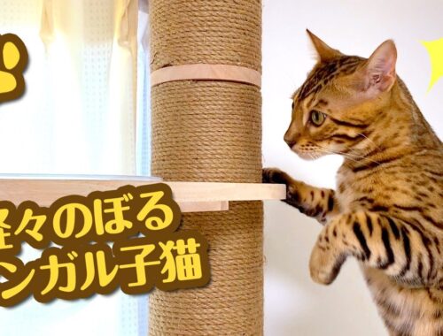初めてのキャットタワー を軽々のぼるベンガル猫