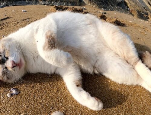 岩の隙間で暮らすシャムミックス猫が砂浜に出てきてゴロゴロする
