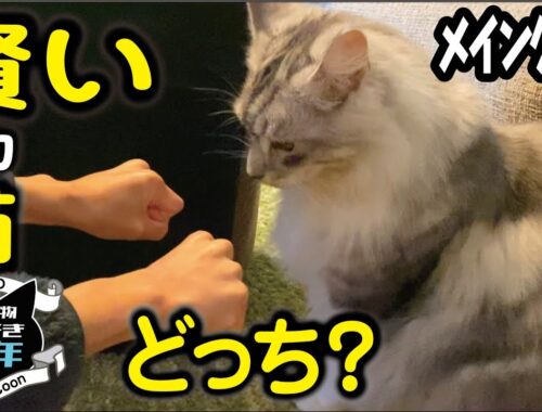 【メインクーン】賢い大型猫。どっち当てクイズに次々正解？／谷中カフェ猫衛門
