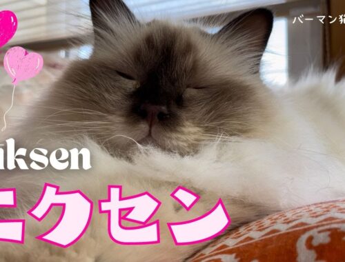 リラックス上手なバーマン猫ミカ【ニクセン】Niksen（バーマン猫）Birman/Cat