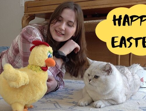 Cute cats and kittens are playing with Easter chicken! Happy Easter!