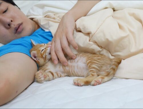 When I Sleep, a Kitten Runs Into My Arms and Sleeping Together!