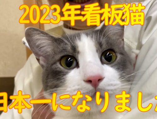 おもちが日本一の看板猫に選ばれました 1