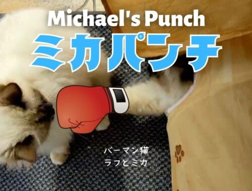 バーマン猫ラフとミカ【ミカパンチ】Michael's Punch（バーマン猫）Birman/Cat