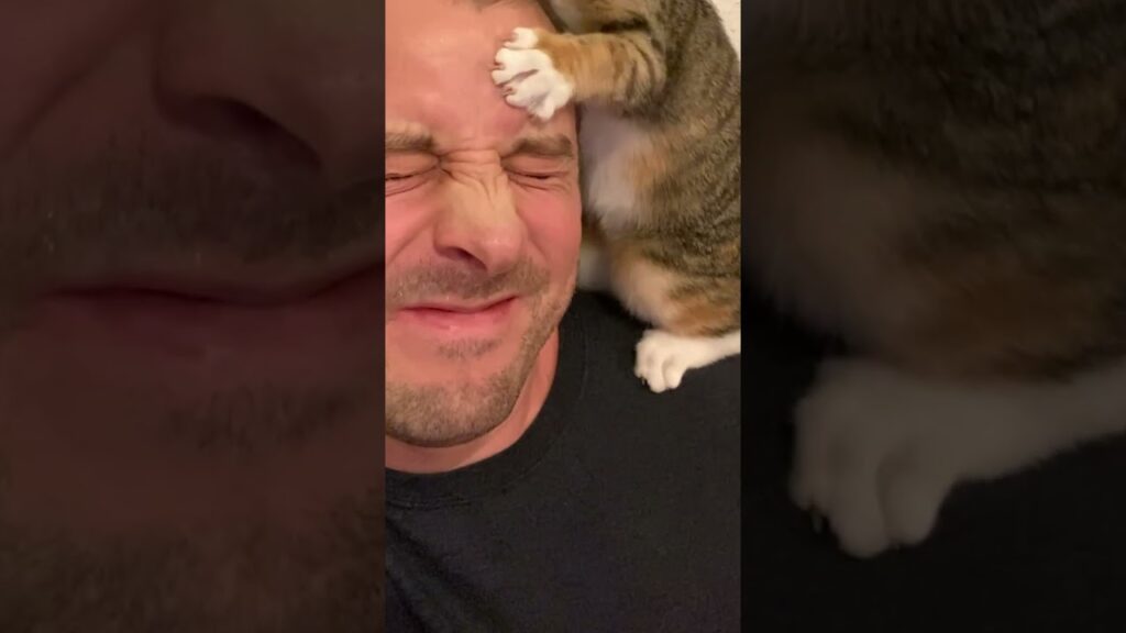 Owning Kittens Be Like...