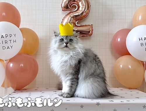 もふもふ猫の2歳の誕生日！ 【サイベリアン】