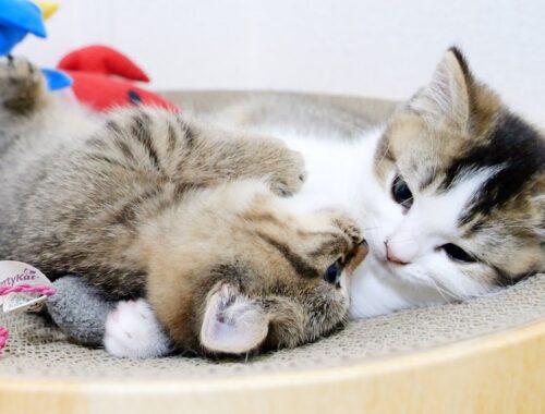 The kittens' sibling rivalry, which starts suddenly, is adorable