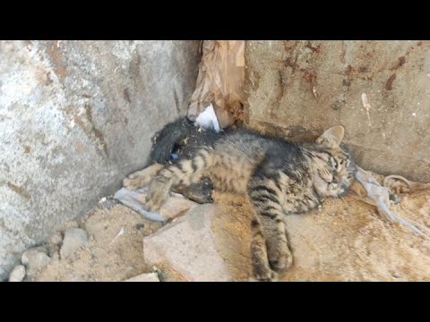 Paralyzed Kitten Lying In The Rubbish Fights For His Life | Rescue Before And After A Year & A Half