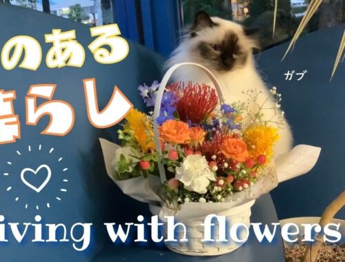 いい事いっぱい！【花のある暮らし】Living with flowers（バーマン猫）Birman/Cat