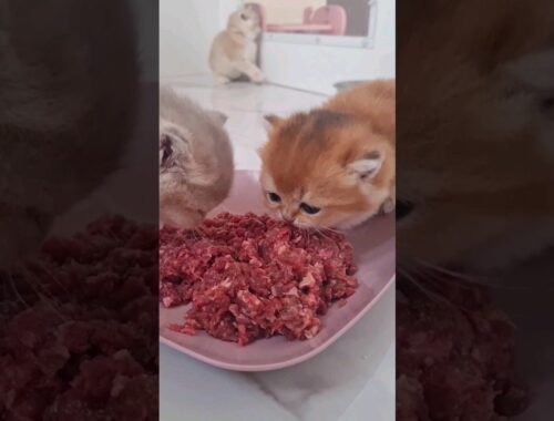 I want a lot of meat! Hungry kittens.