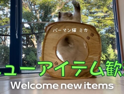 キャットプレイキューブ【ニューアイテム歓迎】Welcome new items（バーマン猫）Birman/Cat