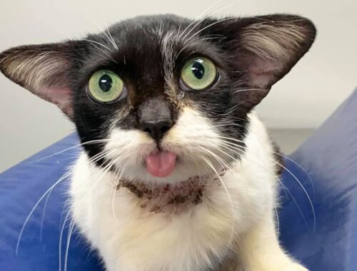 Stray Kitten With Adorable Ears Goes To a Shelter And Wins People's Hearts