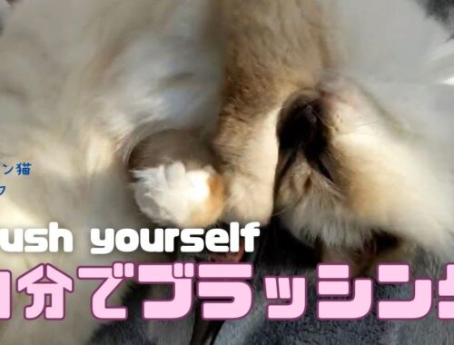 バーマン猫ラフ【自分でブラッシング】Brush yourself（バーマン猫）Birman/Cat