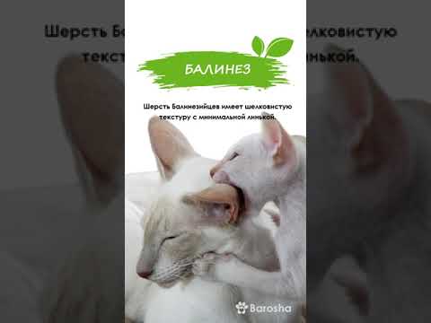 #Shorts Гипоаллергенные кошки и коты – ТОП10   антиаллергенные породы кошек
