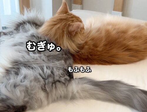 猫が猫を枕にしちゃった！？【大きい猫 メインクーン】