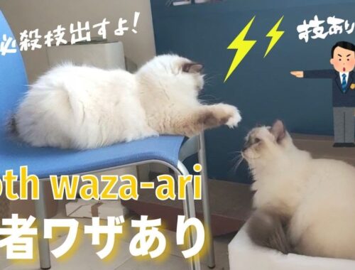 ミカとラフの戦い【両者ワザあり】Both waza-ari（バーマン猫）Birman/Cat
