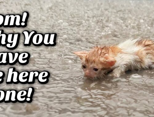In Heavy Rain, poor kitten Cried Without a STOP! No one was there to Help this Poor Boy!