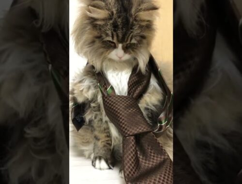 ネクタイを掛けられてブチギレるもふ猫【サイベリアン】
