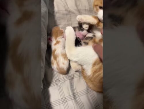 Cute Cat Mom Hides Her Kittens Under a Blanket!