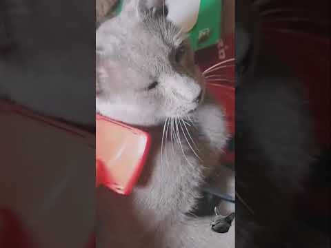 Peinando a gato korat