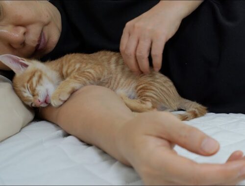 a Kitten Attacks Its Owner Like Crazy and Suddenly Falls Asleep