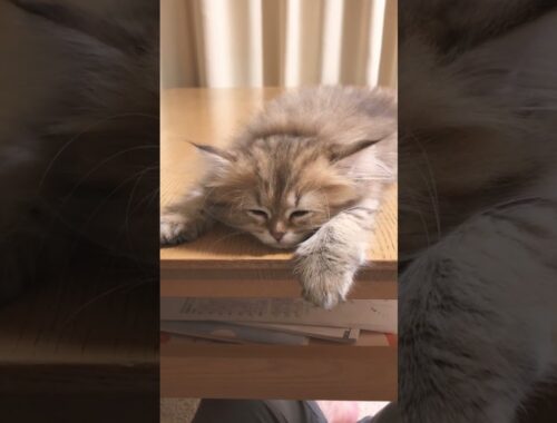 【子猫 良い夢見てね💤】かわいいペルシャ猫【Sleep tight💤】