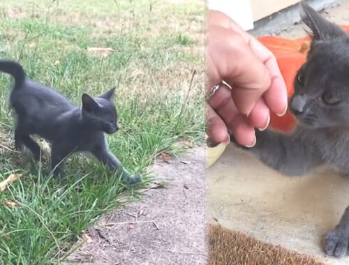 Stray Kitten Chooses a Family Who Loved Only Dogs, And Stole Their Hearts