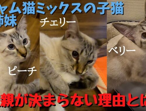 シャム猫ミックスの子猫3姉妹可愛いのに里親さんが見つからないワケとは（保護猫カフェ森のねこ舎）Siamese cat mix kitten