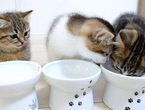 Kitten Titi surprised her younger siblings because he was a fussy eater!