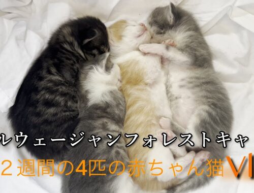 4匹の赤ちゃん猫Vlog【ノルウェージャンフォレストキャット】