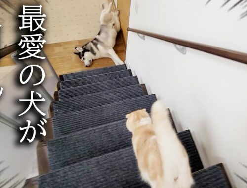 階段下で犬が倒れているのを発見した子猫の対応に驚きました...