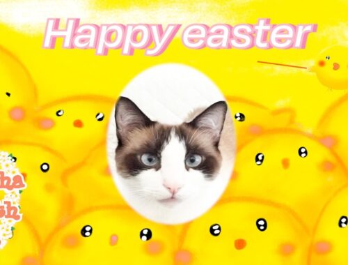 【猫とイースター】バックシャンなシャム猫 Easter and cat