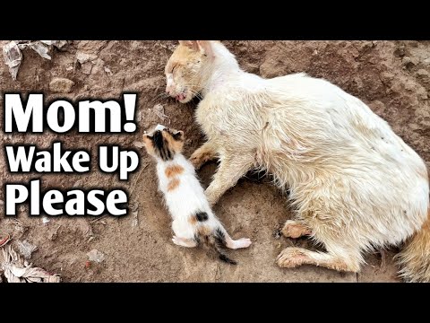 Helpless kitten tries to wake mama after she passed away saving him from Dogs' Attack!