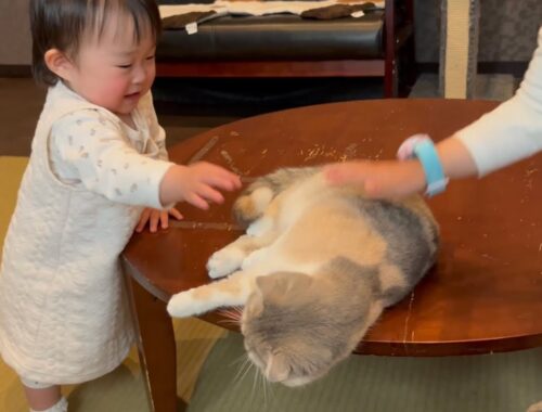 赤ちゃんを立派な猫好きに育てた猫　ノルウェージャンフォレストキャット　A cat who raised a baby tolove cats
