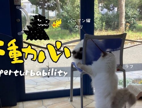 バーマン猫ウリとラフとミカ【不動心】Imperturbability（バーマン猫）Birman/Cat