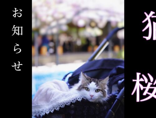 【お知らせがあります】猫と桜　ノルウェージャンフォレストキャット5匹との暮らし