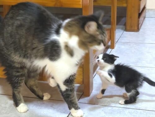 A rescued kitten who has been ignored by a big cat for the first time takes unexpected actions...