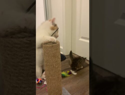 cute kittens playing