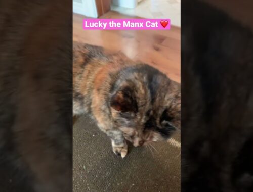 Lucky the Manx Cat