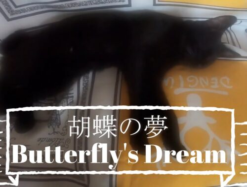 【黒猫Vlog26】胡蝶の夢Butterfly's dream  #猫 #黒猫 #ボンベイ #Blackcat #Bombay