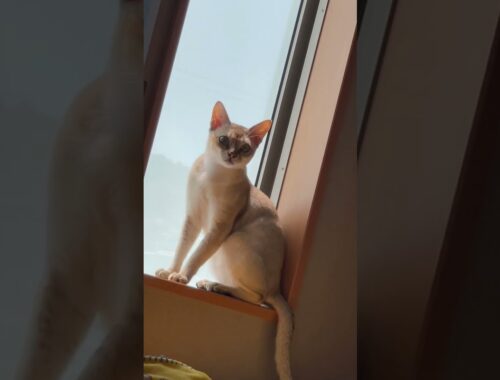 [猫動画]我が家のシンガプーラが可愛すぎる😭💕