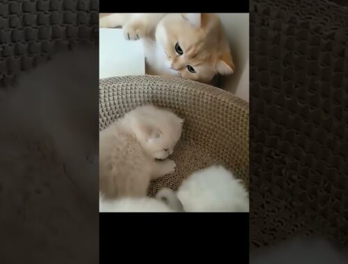 Adorable Cat Dad Meets His Furry Kittens for the First Time!