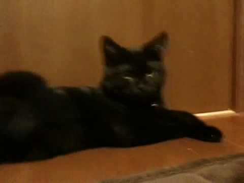 黒猫ボンベイ 20100518