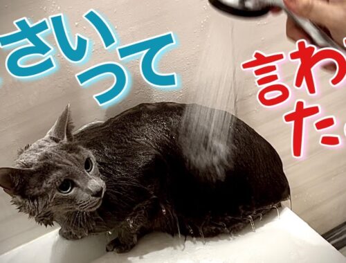 ロシアンブルー | 猫はシャワー嫌い? タオルドライは? [Russian Blue cat Kotetsu] Cats hate showers,how about towel drying?