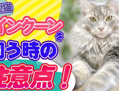[豆知識]長毛が美しい！巨大な猫"メインクーン"の飼育の仕方を詳しく説明します！