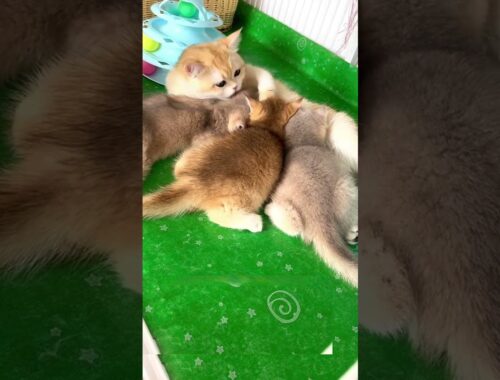 Infinite Maternal Love: Cat Mom Grooming Her Three Kittens
