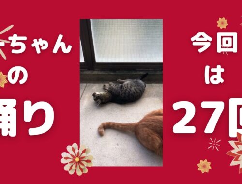 【日本猫の３ニャン】ミーちゃんの踊りは、今回は27回です！３ニャンがベランダに出て、それぞれ充実した朝を過ごしています。